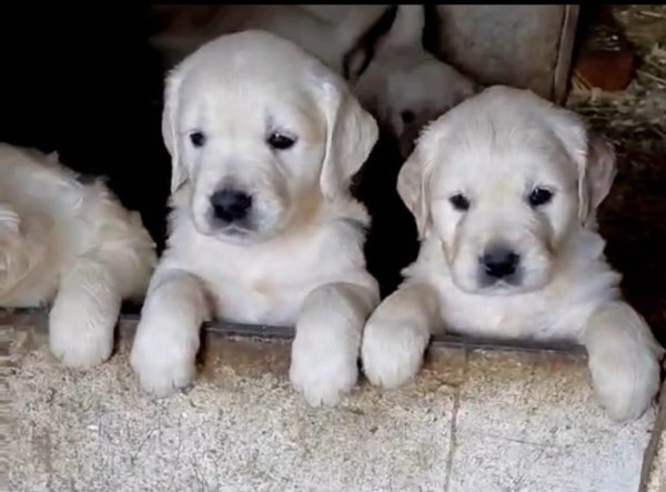Golden retriever nestje 