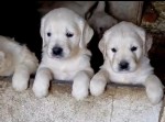 Golden retriever nestje 