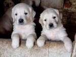 Golden retriever nestje 