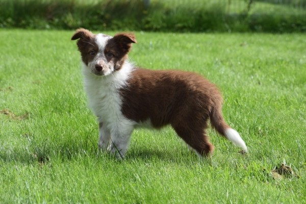 Border Collie (teef) 44906