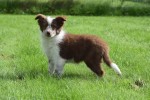 Border Collie (teef) 44906