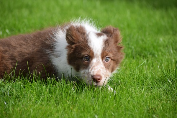 Border Collie (teef) 44906