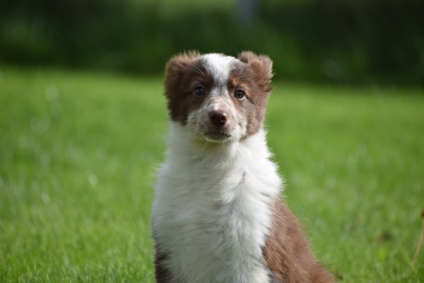 Border Collie (teef) 44906