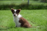 Border Collie (teef) 44906