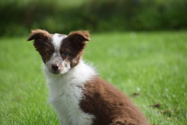 Border Collie (teef) 44906