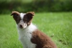 Border Collie (teef) 44906