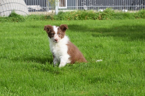 Border Collie (teef) 44906