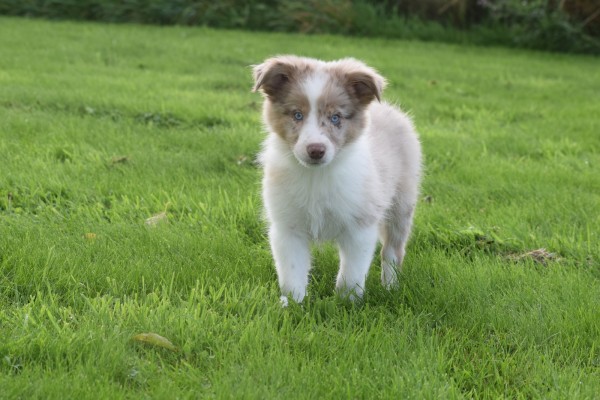 Border Collie (reu) 45151