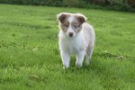 Border Collie (reu) 45151