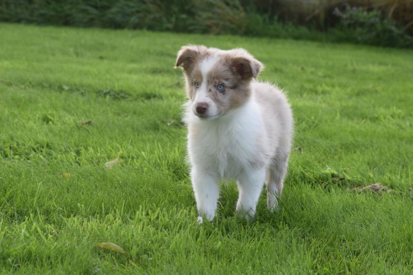 Border Collie (reu) 45151