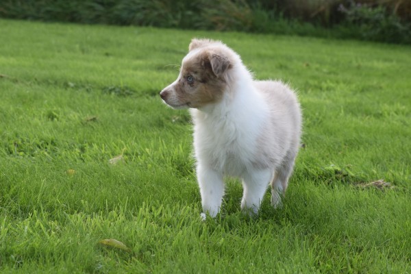 Border Collie (reu) 45151