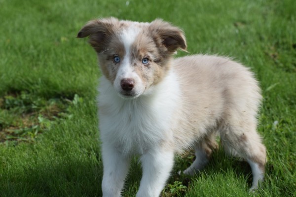 Border Collie (reu) 45151