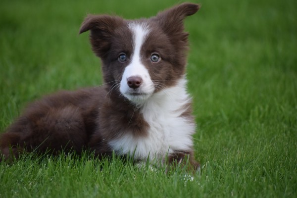 Border Collie (reu) 44397