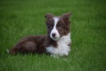 Border Collie (reu) 44397