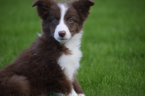 Border Collie (reu) 44397