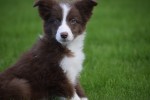Border Collie (reu) 44397