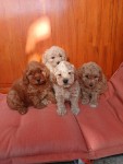 Maltipoo nestje 