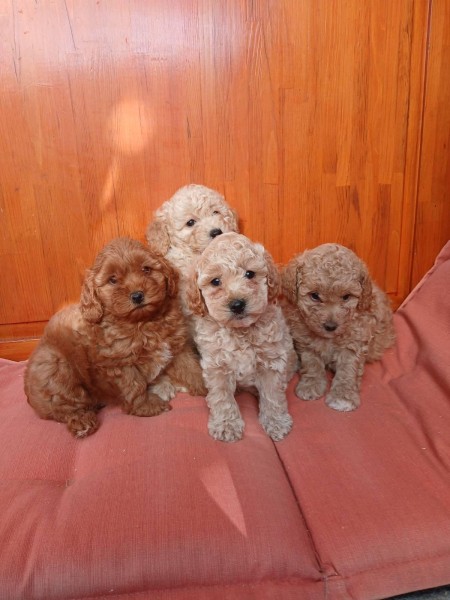 Maltipoo nestje 