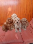 Maltipoo nestje 