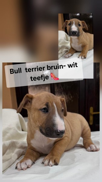 Bull terrier