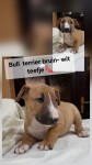 Bull terrier