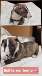Bull terrier