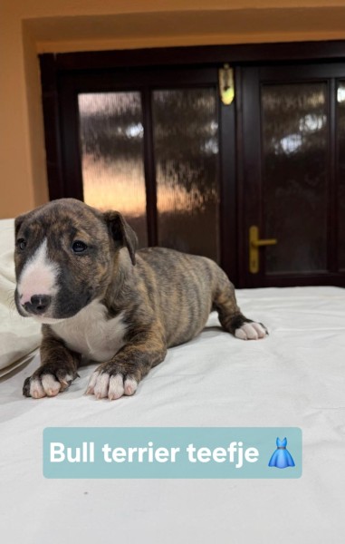 Bull terrier