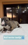 Bull terrier