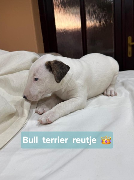 Bull terrier