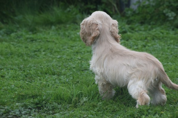 Amerikaanse cocker spaniel (reu) 23756