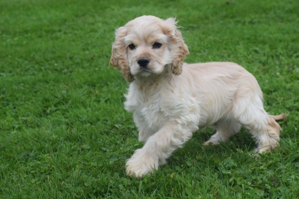 Amerikaanse cocker spaniel (reu) 23756