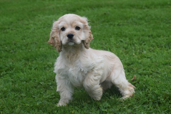 Amerikaanse cocker spaniel (reu) 23756