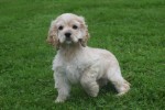 Amerikaanse cocker spaniel (reu) 23756