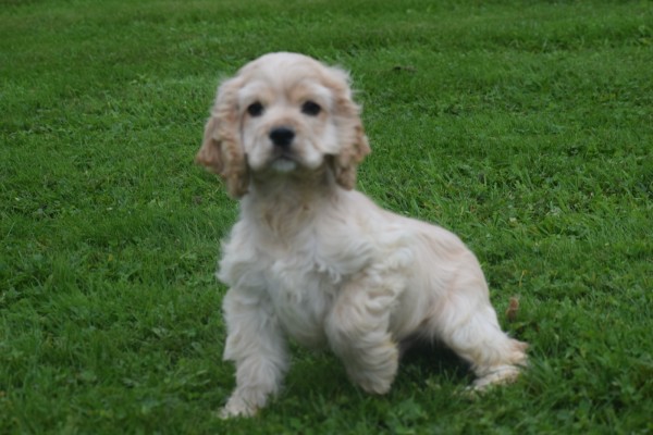 Amerikaanse cocker spaniel (reu) 23756