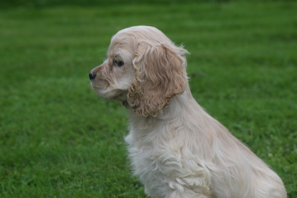 Amerikaanse cocker spaniel (reu) 23756