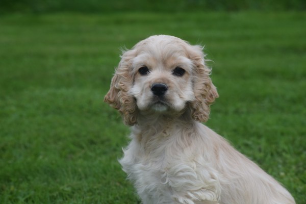 Amerikaanse cocker spaniel (reu) 23756