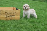 Amerikaanse cocker spaniel (reu) 23756
