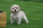 Amerikaanse cocker spaniel (reu) 23756