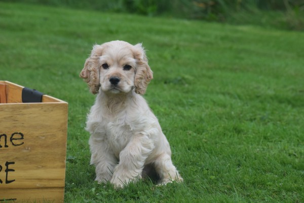 Amerikaanse cocker spaniel (reu) 23756