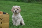 Amerikaanse cocker spaniel (reu) 23756