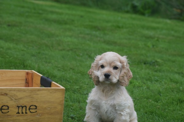 Amerikaanse cocker spaniel (reu) 23756