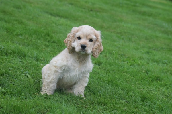Amerikaanse cocker spaniel (reu) 23756