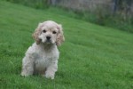 Amerikaanse cocker spaniel (reu) 23756