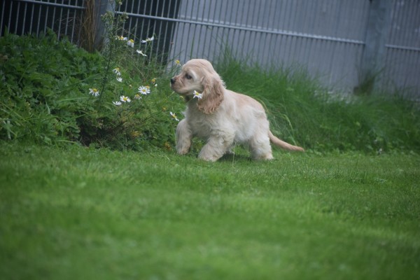 Amerikaanse cocker spaniel (teef) 23758