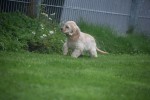 Amerikaanse cocker spaniel (teef) 23758