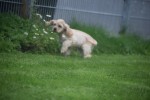 Amerikaanse cocker spaniel (teef) 23758