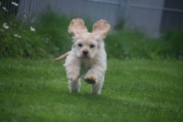 Amerikaanse cocker spaniel (teef) 23758