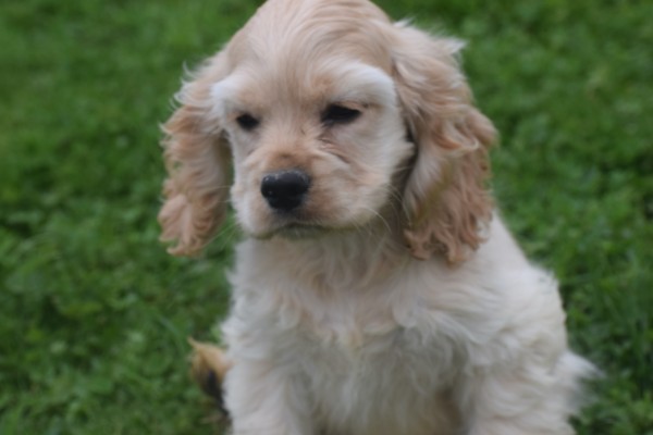 Amerikaanse cocker spaniel (teef) 23758