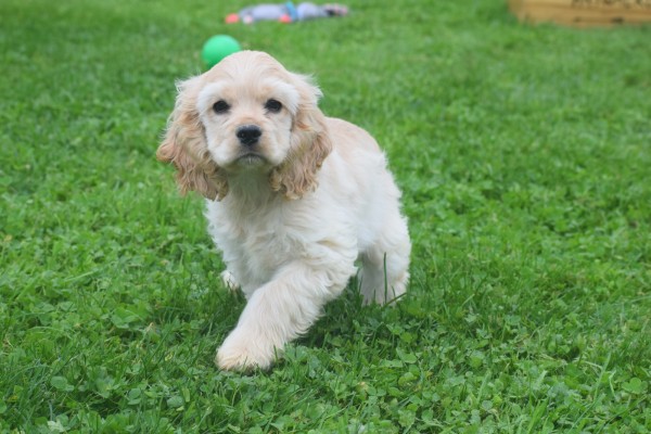 Amerikaanse cocker spaniel (teef) 23758