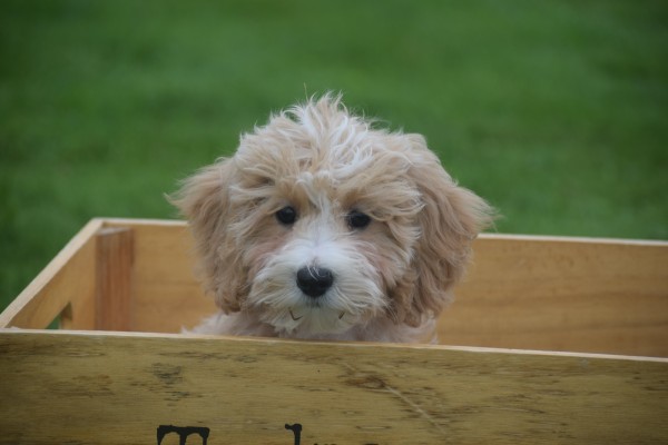 Caniche (reu) 75630